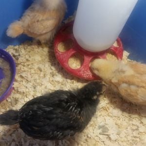 My 2 week old Buff Orpingtons and golden laced wyandotte.