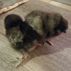 My other 2 babies. I have 2 black 1 white and possibly a buff baby silkie