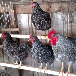Some of my barred rock hens and rooster