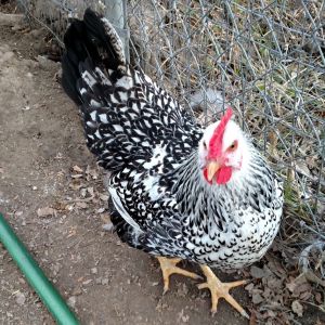 One of my lace wing wyandotte hens