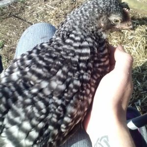 Barred rock baby