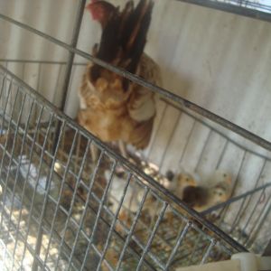 Mama Blondie with her babies... I think the babies are EE chickens, bought them from a local lady