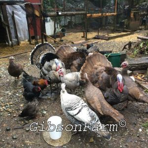 Narragansett & Chocolate Heritage Turkeys with the French Black Copper Marans and Silkie hen. We decided we are not going to breed the Narragansetts, only the Chocolate Turkeys, BCM and Olive Eggers. Nutmeg is the only Silkie left now too.
3/27/2016