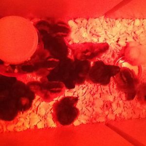 Easter 2016 Hatchlings
