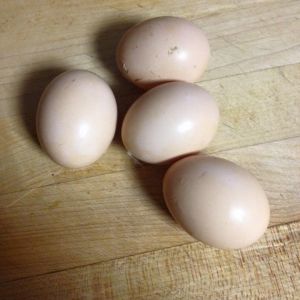 little Bantam eggs