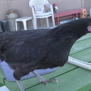 Stark's Demoiselle (yes, the reef fish)
White-Face Black Spanish
1 yr old so no white face
I bought her as a Australorp