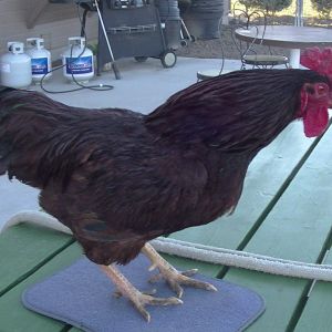 Reef Cuttlefish "Master Chicken"
Rhode Island Red
1 yr old and very large