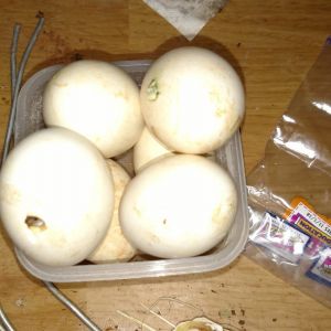 Looks like she was sitting on a dozen.  1 pipped, 5 others heavy enough felt like they had chicks in shell.  No eggtopsy.