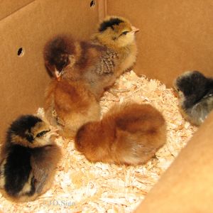 The 6 girls all quiet from the trip home.