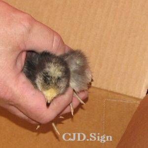 Henny Penny going into the brooder box.