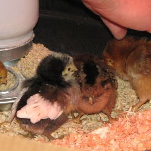 Burn is now in the box with the other girls.