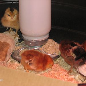 Investigating the water and food.