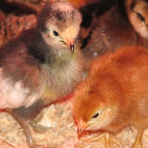 Henny Penny, Shark & Burn pose for a photo.