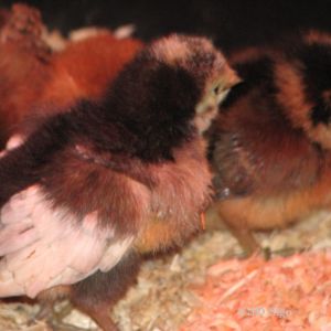 Henny Penny rounding up the flock.