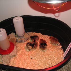 The temp brooder box.