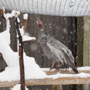 Blue Slate hen