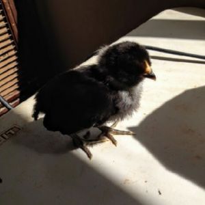 Easter Egger Bantam 9 Days Old
