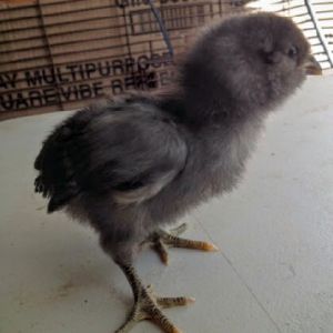 Easter Egger Bantam 9 Days Old