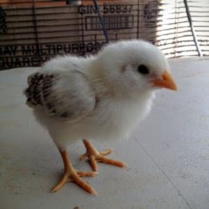 Easter Egger Bantam 9 Days Old