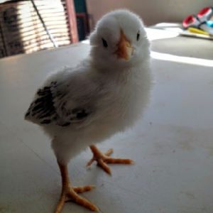 Easter Egger Bantam 9 Days Old