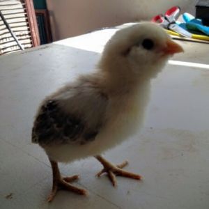 Easter Egger Bantam 9 Days Old