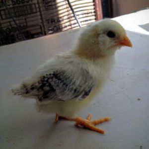 Easter Egger Bantam 9 Days Old