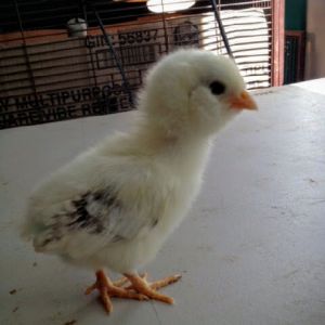Easter Egger Bantam 9 Days Old