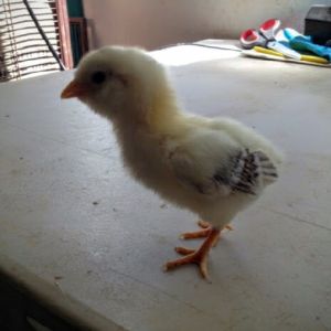 Easter Egger Bantam 9 Days Old