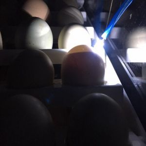 Incubator candling from outside!