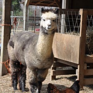 Katniss, a silver grey huacaya female alpaca, poses with one of the Barnevelders.