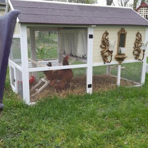 A chicken tractor with some bling and some nest box curtains