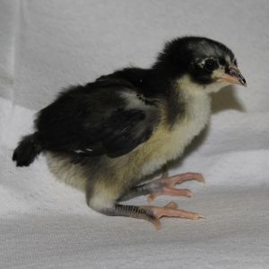 Black Australorp