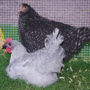 Lavender Orpington cockerel with Cuckoo Orpington pullet... they are both about 5 months old here