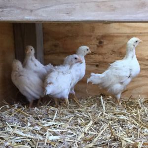 Four weeks and some days old. They're getting some outside time, but they are more interested in the coop.