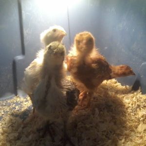 These are my first 4. Roxie & Rosie are the two Rhode Island Reds. Trixie is the white auracana and Trina is the curious auracana in the front.