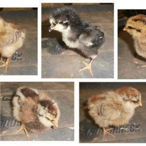 My first flock of Americanas (A.K.A. "Easter Eggers")

I haven't named any of them yet, I'm going to wait until they are grown and start laying, then name them according to the color of their egg's shells.