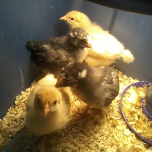 These are the second batch we brought home. Goldielocks & Marigold are the two Buff Orpingtons. One of the Lace Wyandotts is named Lacey, the other has yet to be named.