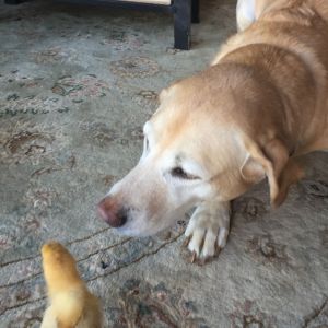 Trying to get our yellow lab Sadie used to the baby chicks.