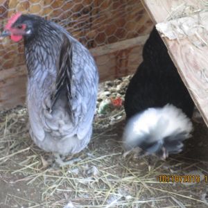 Blue Andalusian and White Crested Black Polish. Both about 8 months old.