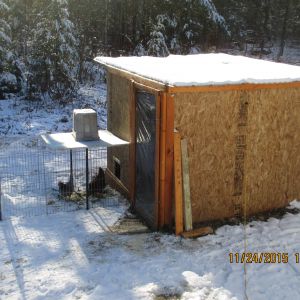8' x 8' x 6' Coop. Made from rough cut hemlock 4" x 4" x 6' cants. And 2" x 4" rough cut hemlock and spruce.