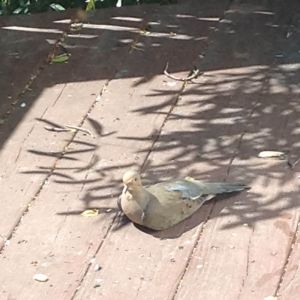 Look who sat down for a rest! (Don't worry, she's not injured. I watched her fly in and sit down.) My favorite little birdie~ <3 I even tried cooing at her- and we made eye contact for a little while!