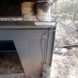 The primary bucket is covered by a screen to help keep out tree litter. The secondary bucket is also kept filled thanks to a siphon connecting it to the first. A tap is run from the siphon and I use it to fill the Sparkletts style watering trough.