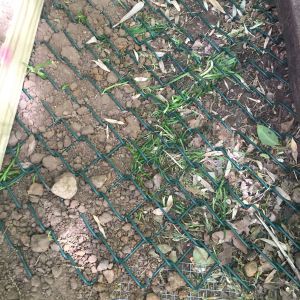 Green chainlink fence we had leftover, use it around outside of run and coop to help fox proof