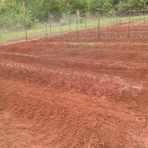 1 row left to plant - Bell peppers & egg plants.  Yes, weeding already begun.  The bright green patch in my okra row is nut grass, for those of you that understand....  :(