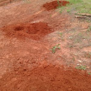 Holes dug for 8 Belle of Georgia peach trees.  Going in Tuesday, hopefully.