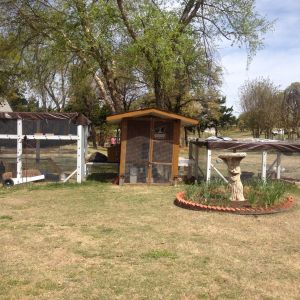(UPDATE: 4/9/16)       MOVING DAY

The weather is warming, grass starting to grow, so time to move the coop to another spot.
