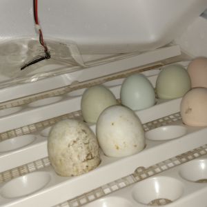 New incubator going with duck & chicken eggs.