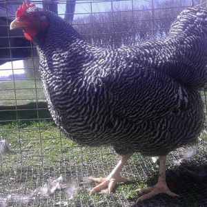 Barred Rock Hen
http://stagecoachpoultry.com/heritage/item/barred-rock