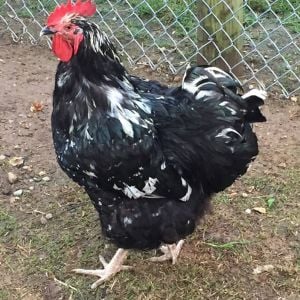 Black Mottled Orpington Rooster
http://stagecoachpoultry.com/orpington-chickens/item/black-mottled-orpingtons