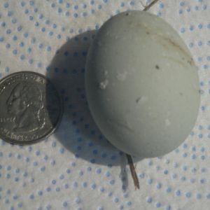 My little Ameraucana hen at 21 weeks and this is my first egg!!  3/16/16